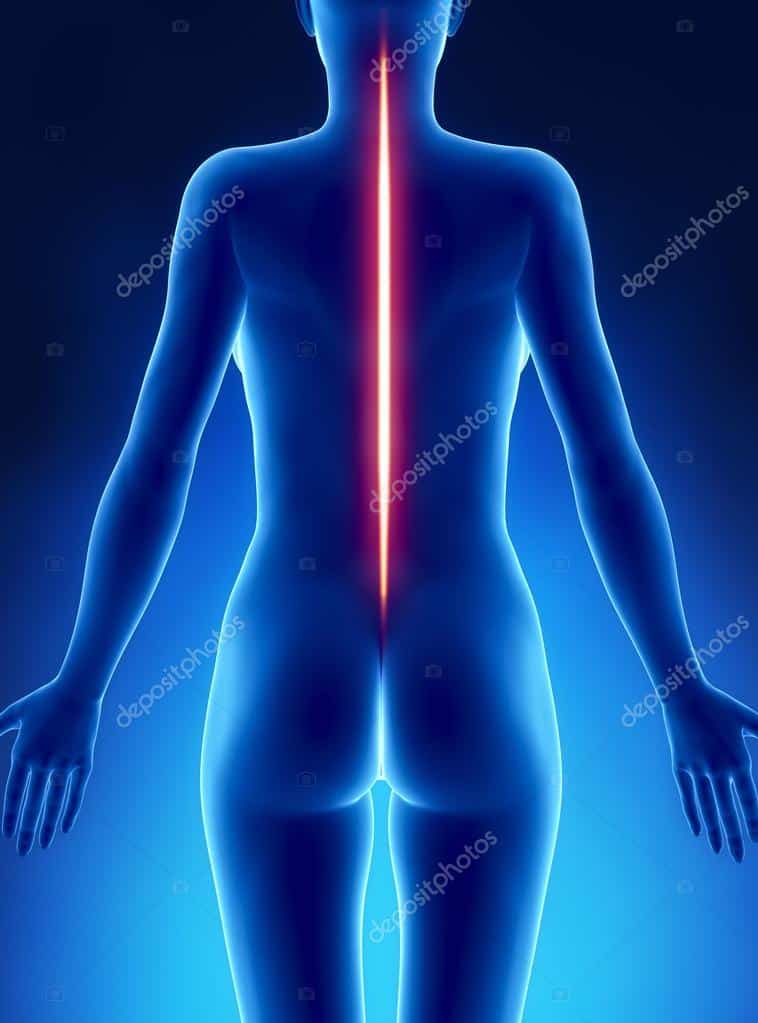 Depositphotos 13282269 Stock Photo Good Posture Spine Concept