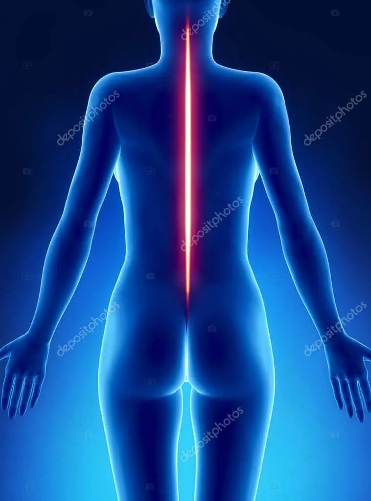 Depositphotos 13282269 Stock Photo Good Posture Spine Concept
